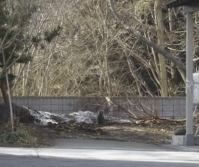 サル
