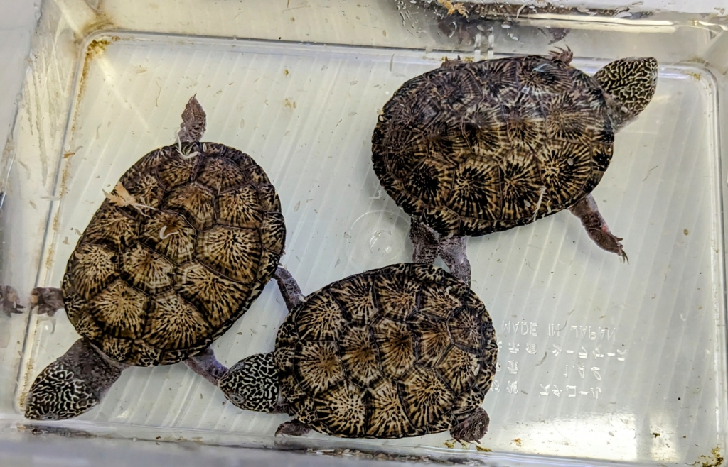 亀家(カメヤ)店主ブログ トゥルカナハコヨコクビガメ 亀家(カメヤ)店主ブログ