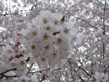 201104191