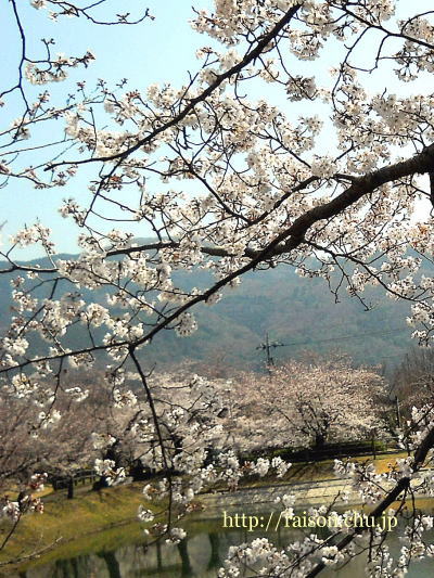 綺麗ですね〜 桜、最高です。 綺麗ですね〜 桜、最高です。
