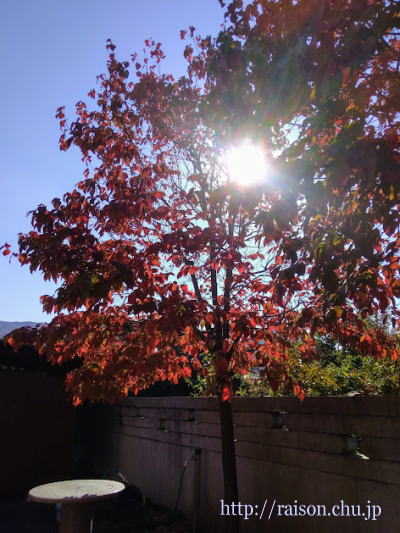 紅葉した花水木、土曜日の朝陽。 紅葉した花水木、日曜日の朝陽。