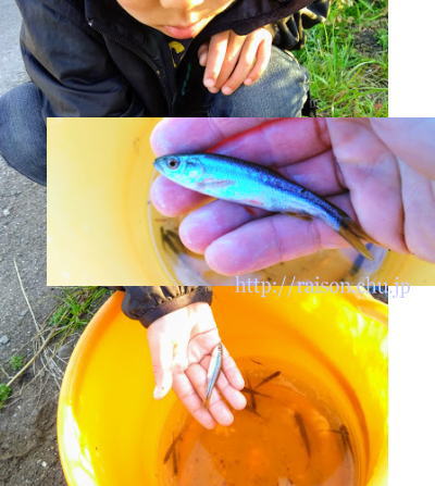 魚が還ってきた。 魚が還ってきた。