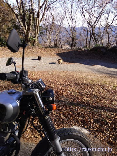 山の中の猫さん達。 山の中の猫さん達。