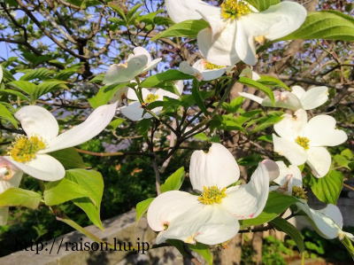 白い花水木がとても好き。 白い花水木がとても好き。