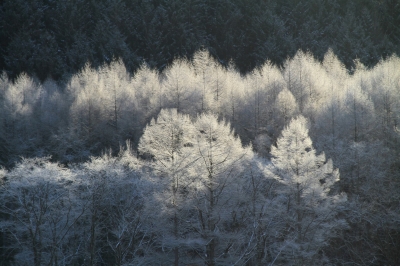 穂別樹氷2