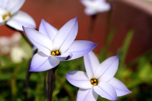 春の花 白と紫 Camelife