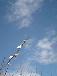 20070311_241188.jpg