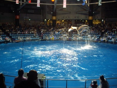 イルカショー