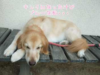 20101115¥ì¥Ê1