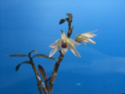 紅一点 花 イワチドリ 紅一点花 実生一作球 1球入 2号