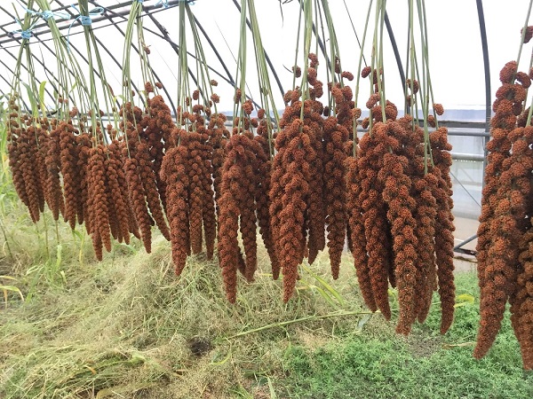 小鳥のごはん（乾燥野菜、無農薬粟穂） | ひなたの日々2