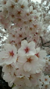 2012042517410000.jpg