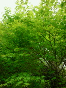 NEC_0411.jpg