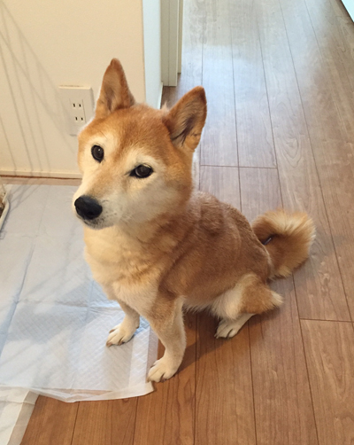 もぐた日記 ヨッシーてんちょの部屋 ダウン症優の成長日記