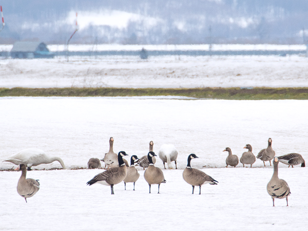 シジュウカラガン 渡り鳥 北海道