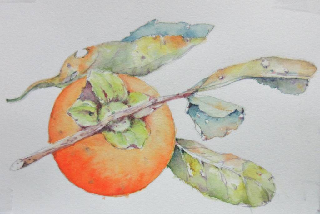 アートな生活～水彩通信講座7「柿」 | すてきな水彩画ギャラリー