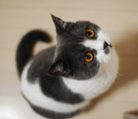 エド