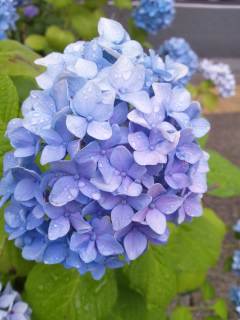 DSC_1776.JPG