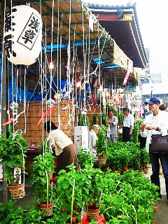 100軒以上のほおずき売り