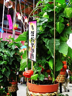 一鉢2500円なり