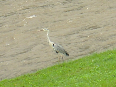 この 鳥 何の鳥 気になる烏 休憩中