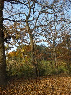 111130_082756.jpg