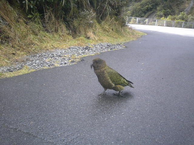 bird