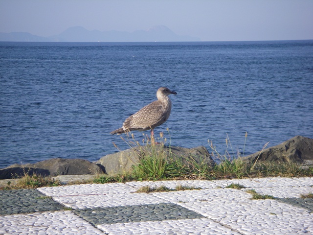 大間崎