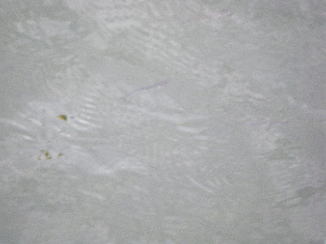 IMGP4379.jpg