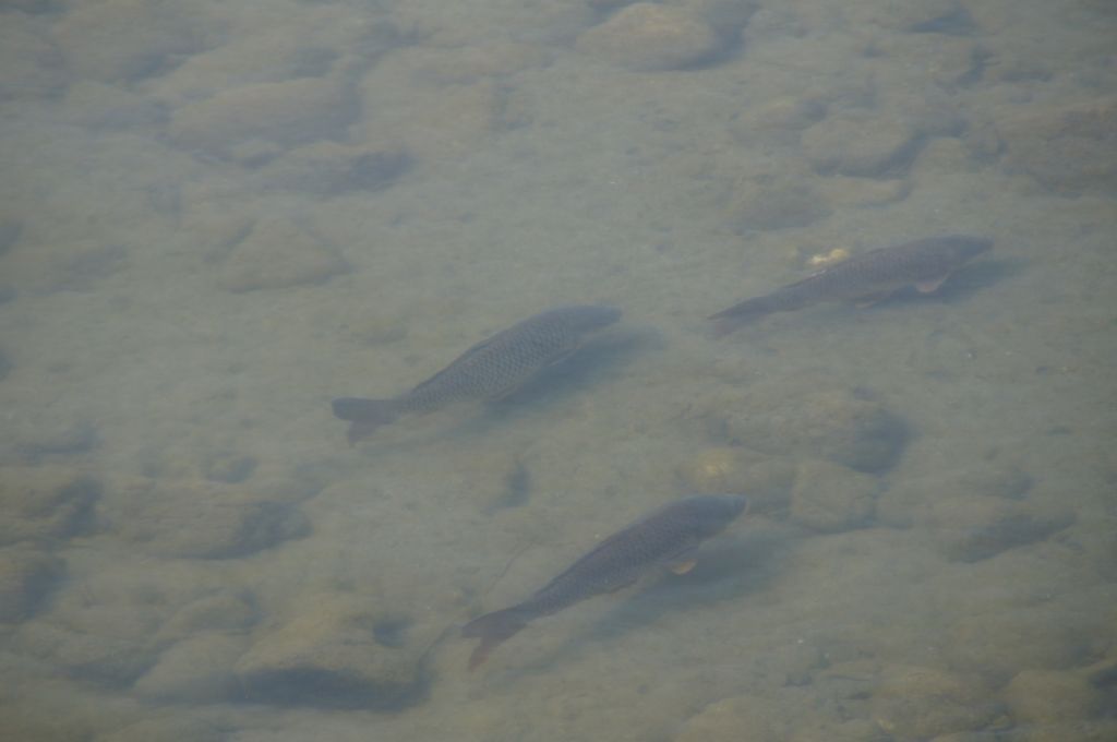 DSC03730_s.jpg