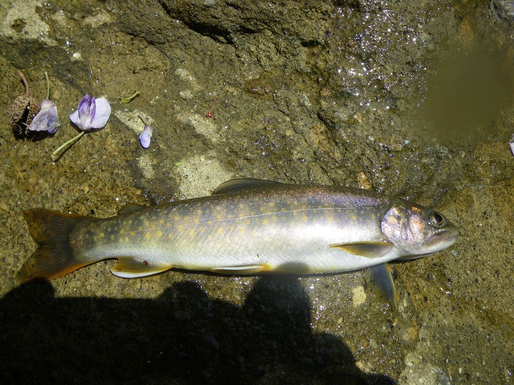 IMGP5886.jpg