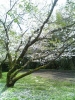 葉桜