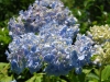 日向の紫陽花
