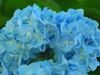 日陰の紫陽花