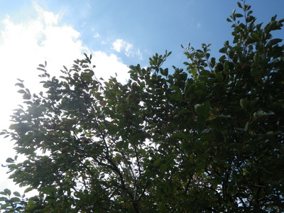 11-IMGP9555.JPG