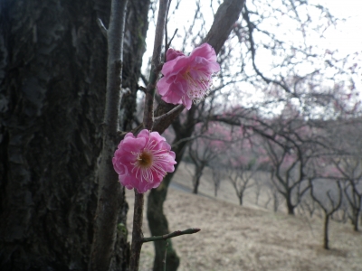 IMGP6834.JPG