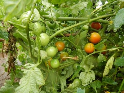 DSCN9317.JPG