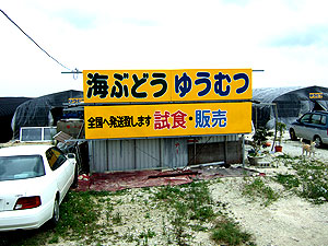 おいしーいぃぃぃ 海ぶどう があります 宮古島ドットコムブログ