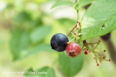 blueberry_summer1.JPG