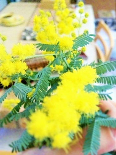 201602mimosa2.jpg
