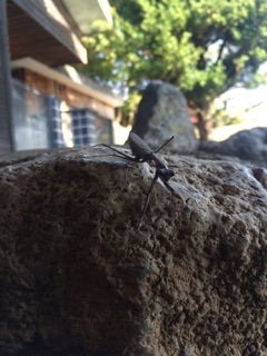 image24.jpg