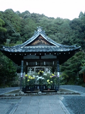 大豊神社のみごとな菊その【1】11月11日