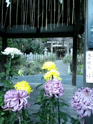 大豊神社のみごとな菊その【2】11月11日