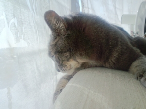 実家の猫ちゃん