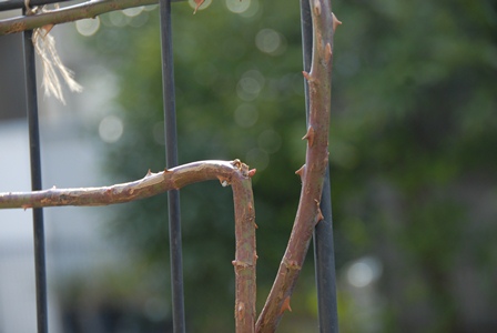 DSC_1298.JPG