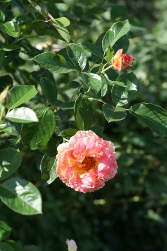 IMG_2705.jpg