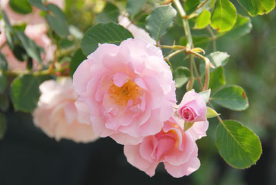 DSC_0076.JPG