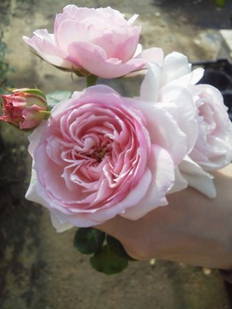 14-04-27_007.jpg