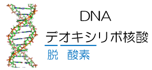 受験化学 84.核酸 | みかみの参考書ブログ。
