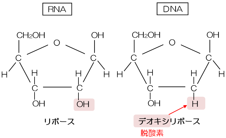 受験化学 84.核酸 | みかみの参考書ブログ。